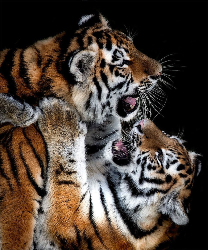 Untitled art print by Chris Coenders for $57.95 CAD