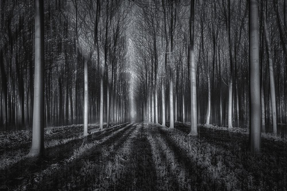 Into The Forest art print by Jingshu Zhu for $57.95 CAD