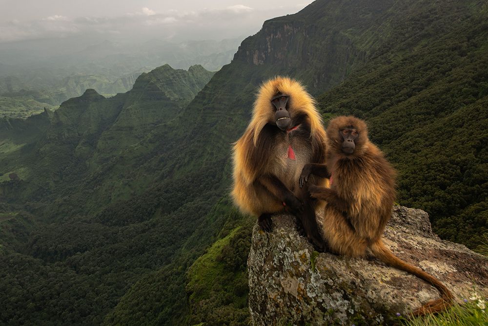 Gelada Baboons art print by Roberto Marchegiani for $57.95 CAD