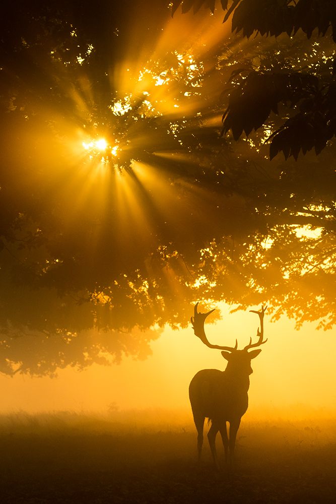 Mist On Tree Cant Stop Sunshine art print by Kutub Uddin for $57.95 CAD