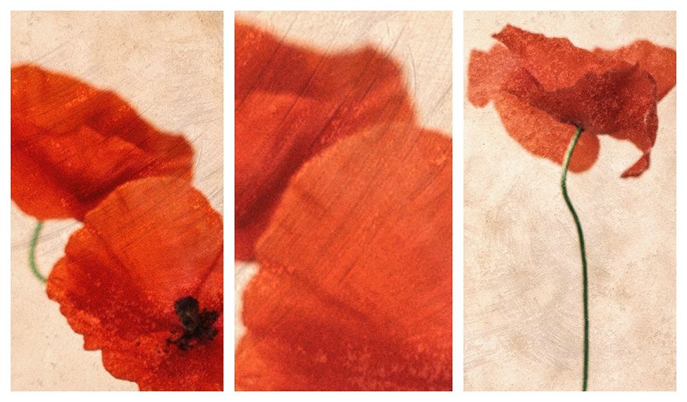 Three Red art print by Delphine Devos for $57.95 CAD
