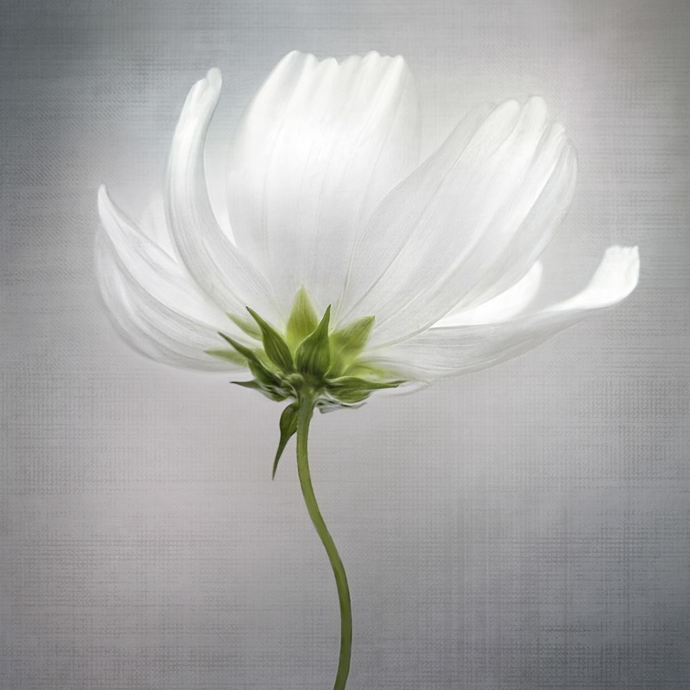 Cosmos *** art print by Mandy Disher for $57.95 CAD
