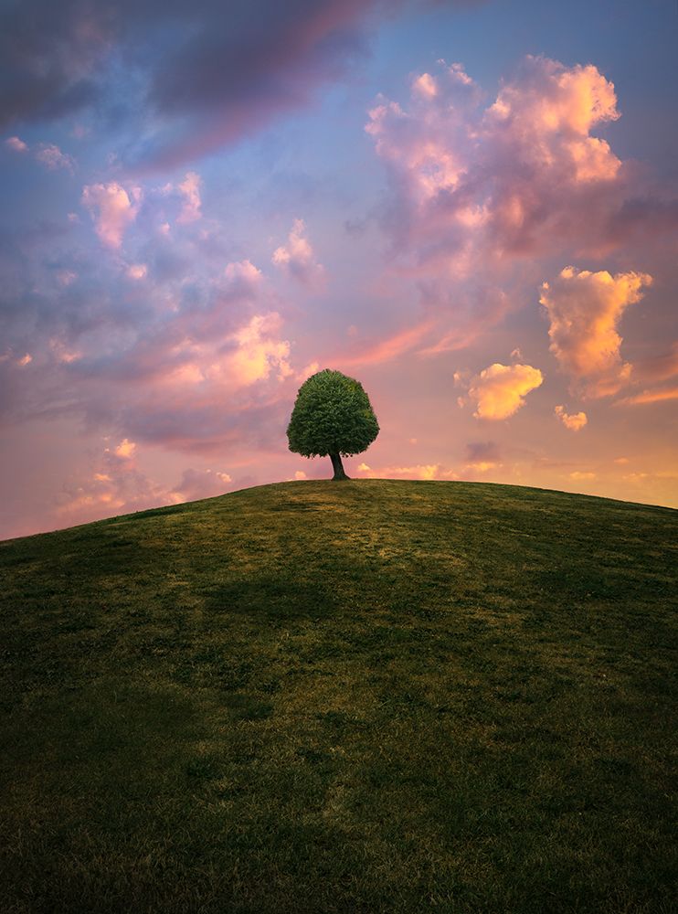 Tree On Hill During Sunset art print by Christian Lindsten for $57.95 CAD