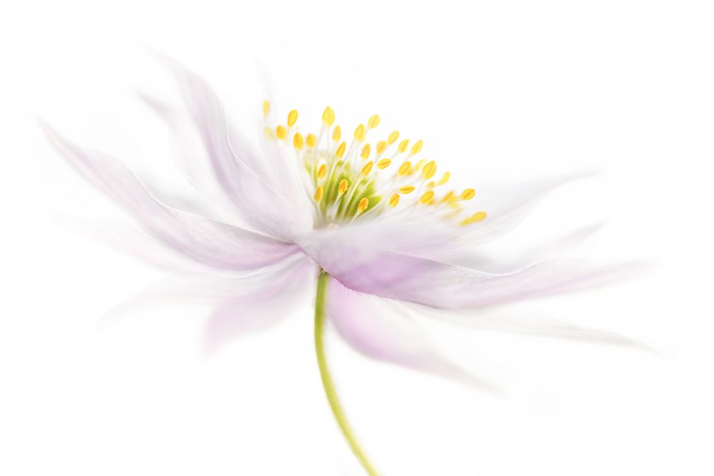 Nemorosa art print by Mandy Disher for $57.95 CAD