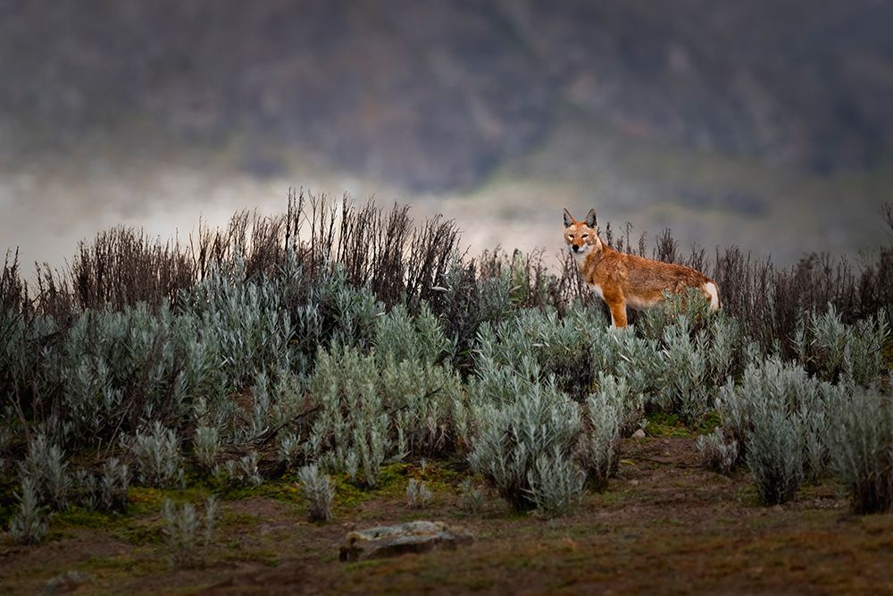 Ethiopian Wolf art print by Roberto Marchegiani for $57.95 CAD