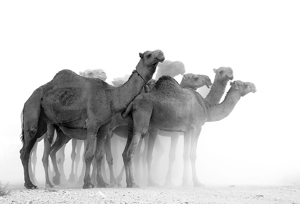 Camels art print by Sasan Rashtipuor for $57.95 CAD