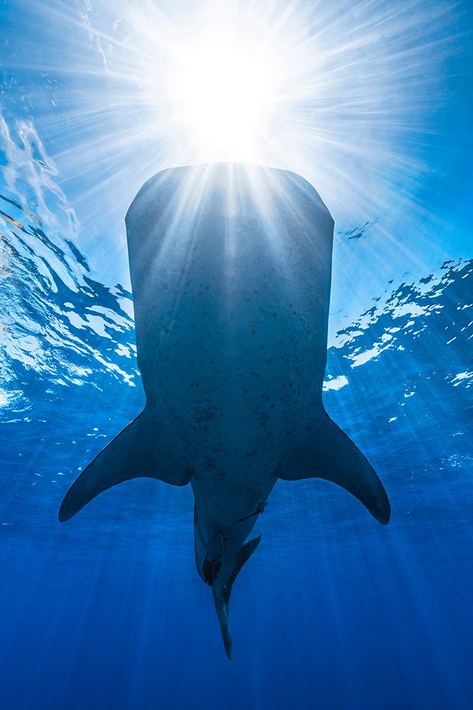 Whale shark and sun art print by Barathieu Gabriel for $57.95 CAD