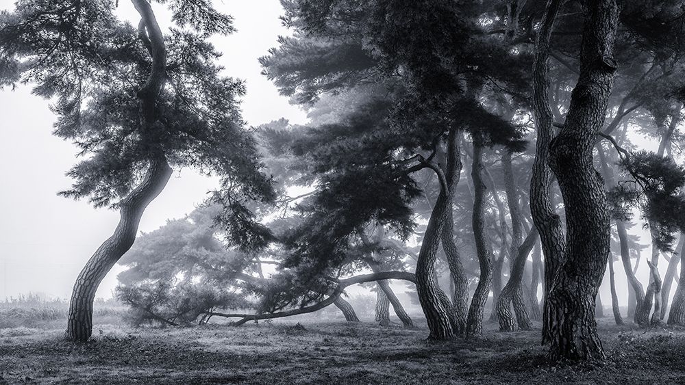 Pine Trees Dancing In The Fog art print by Gwangseop Eom for $57.95 CAD