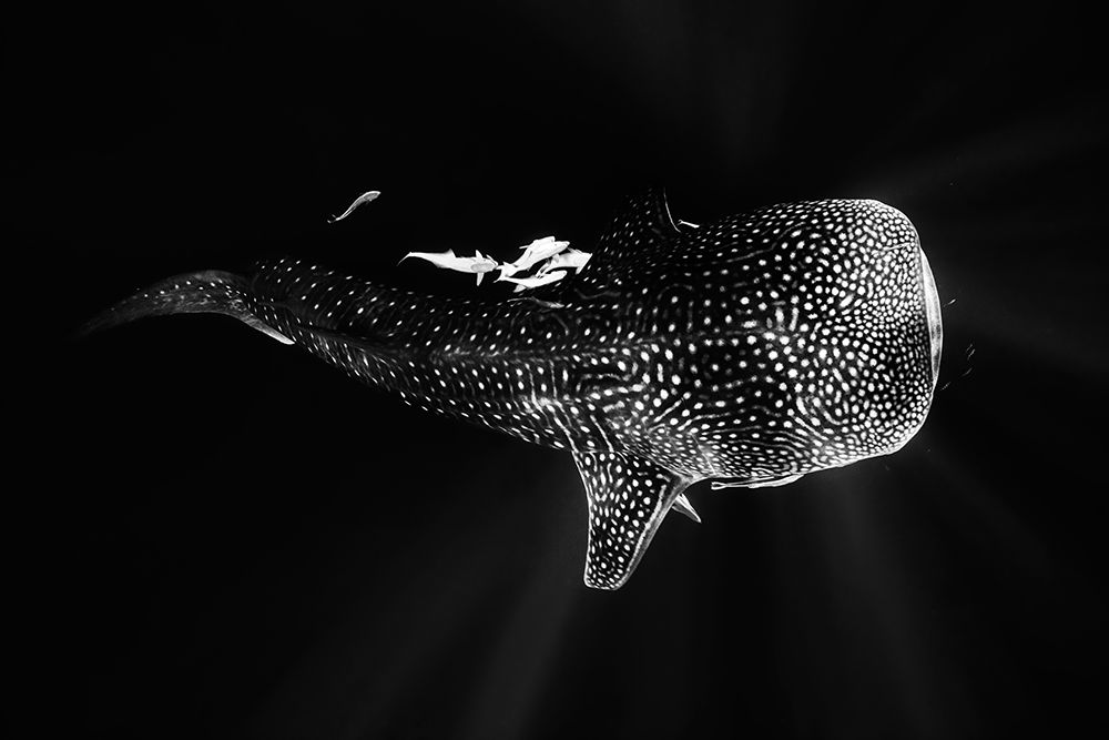 Black And Whale Shark art print by Barathieu Gabriel for $57.95 CAD