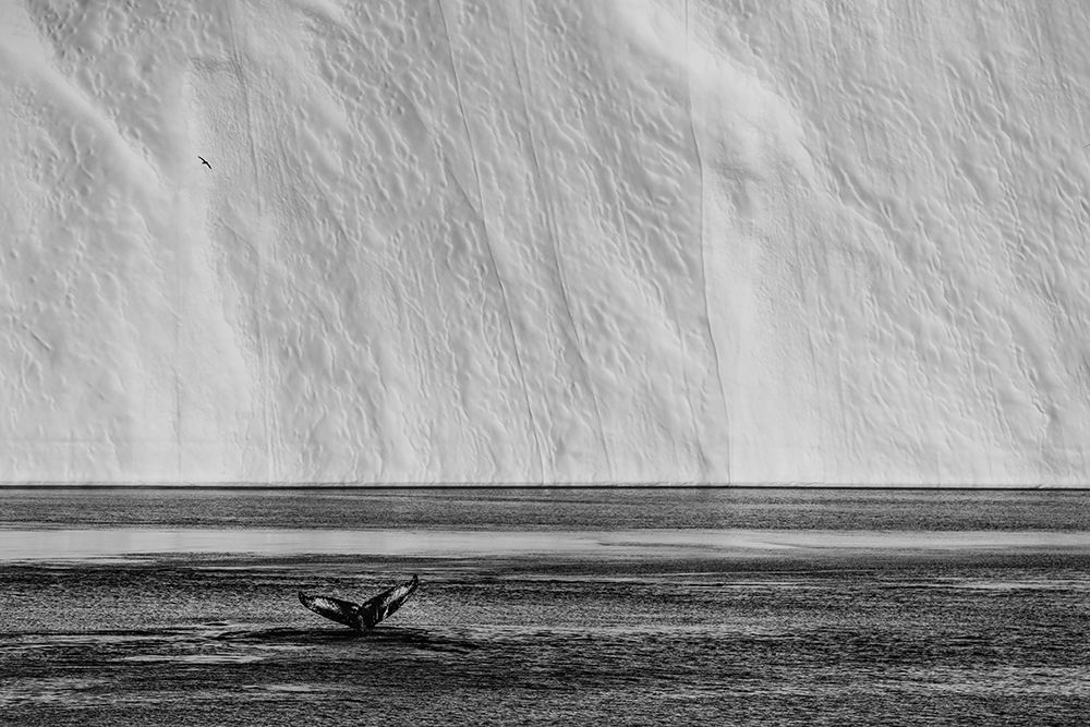 The tail art print by Marc Pelissier for $57.95 CAD
