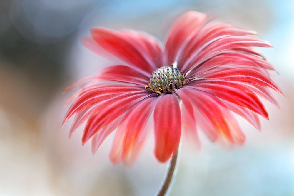 Cape Daisy* art print by Mandy Disher for $57.95 CAD