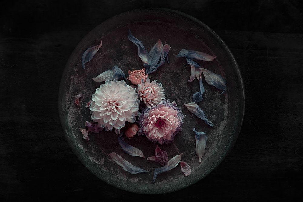 Dahlia On Their Last art print by Inge Schuster for $57.95 CAD
