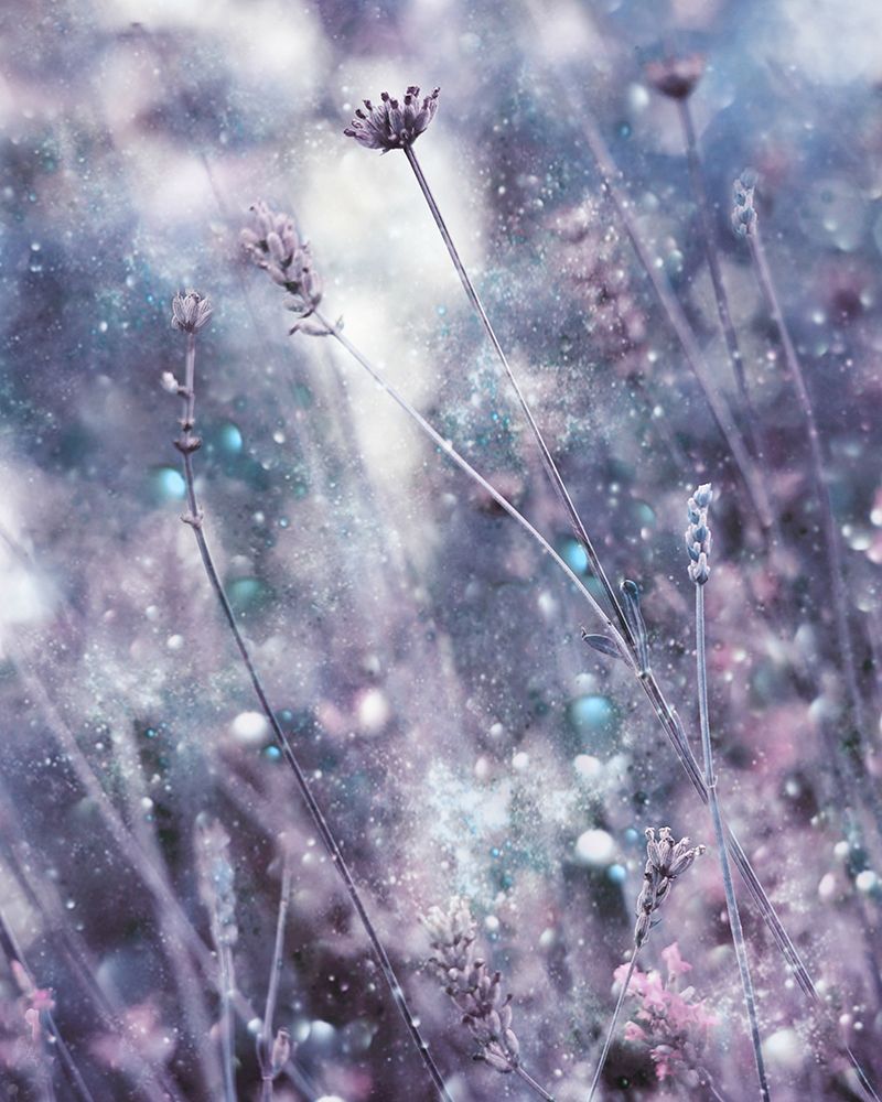 Invitation do Dreams art print by Delphine Devos for $57.95 CAD
