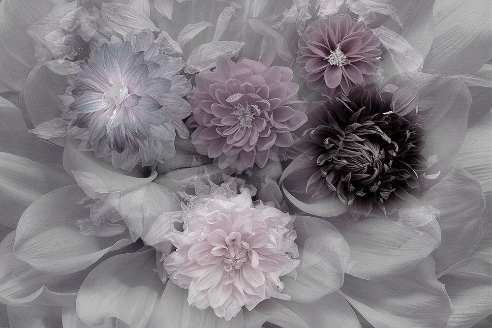 Dahlia Dream art print by Inge Schuster for $57.95 CAD