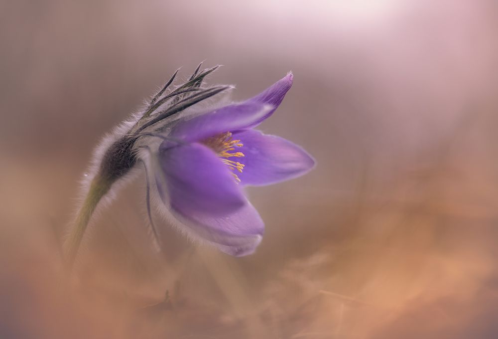 Pulsatilla vulgaris art print by Ronny Olsson for $57.95 CAD