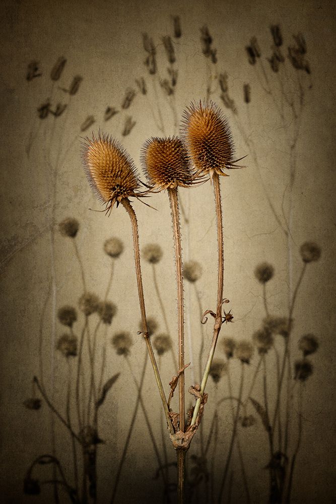 Teasel art print by Rob Olivier for $57.95 CAD