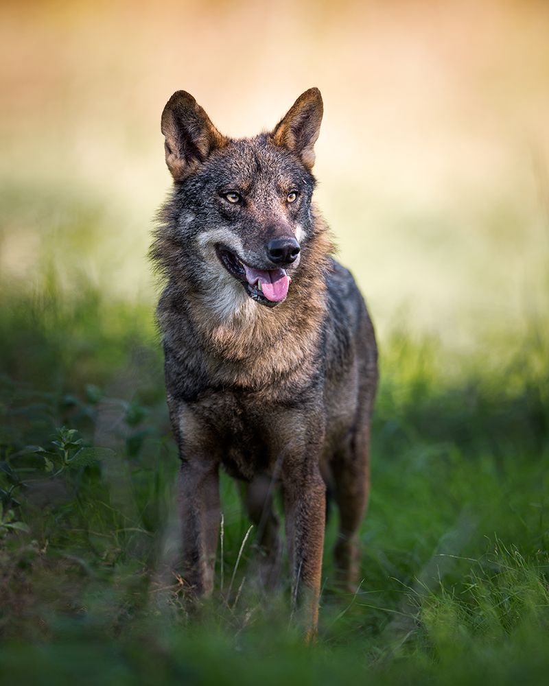 Canis Lupus Signatus art print by fegari for $57.95 CAD