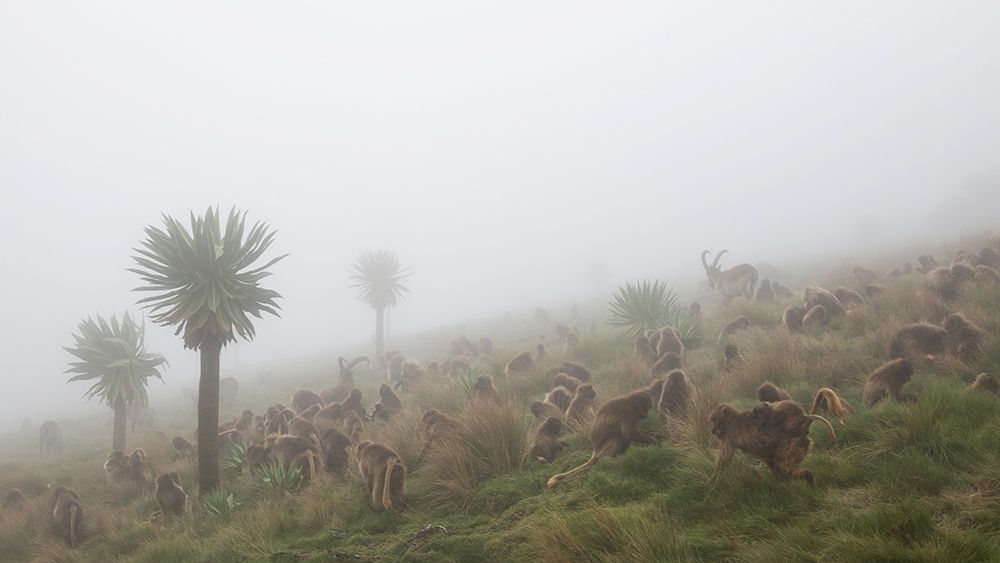 walia ibex into a gelada troop art print by Roberto Marchegiani for $57.95 CAD
