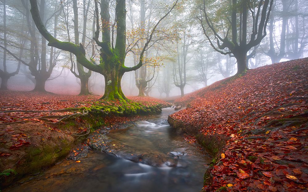 Misty Morning in Otzarreta art print by Jesus M. Garcia for $57.95 CAD