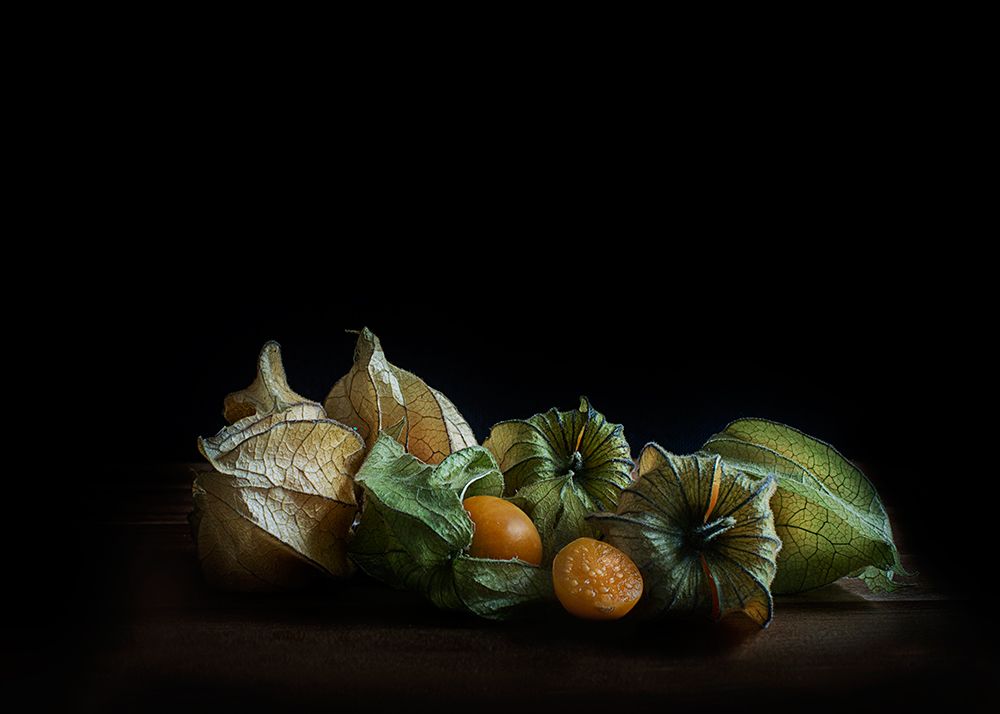 Physalis art print by Bernadette Nooij for $57.95 CAD