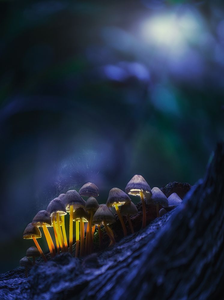 Glowing mushrooms art print by Kirill Volkov for $57.95 CAD