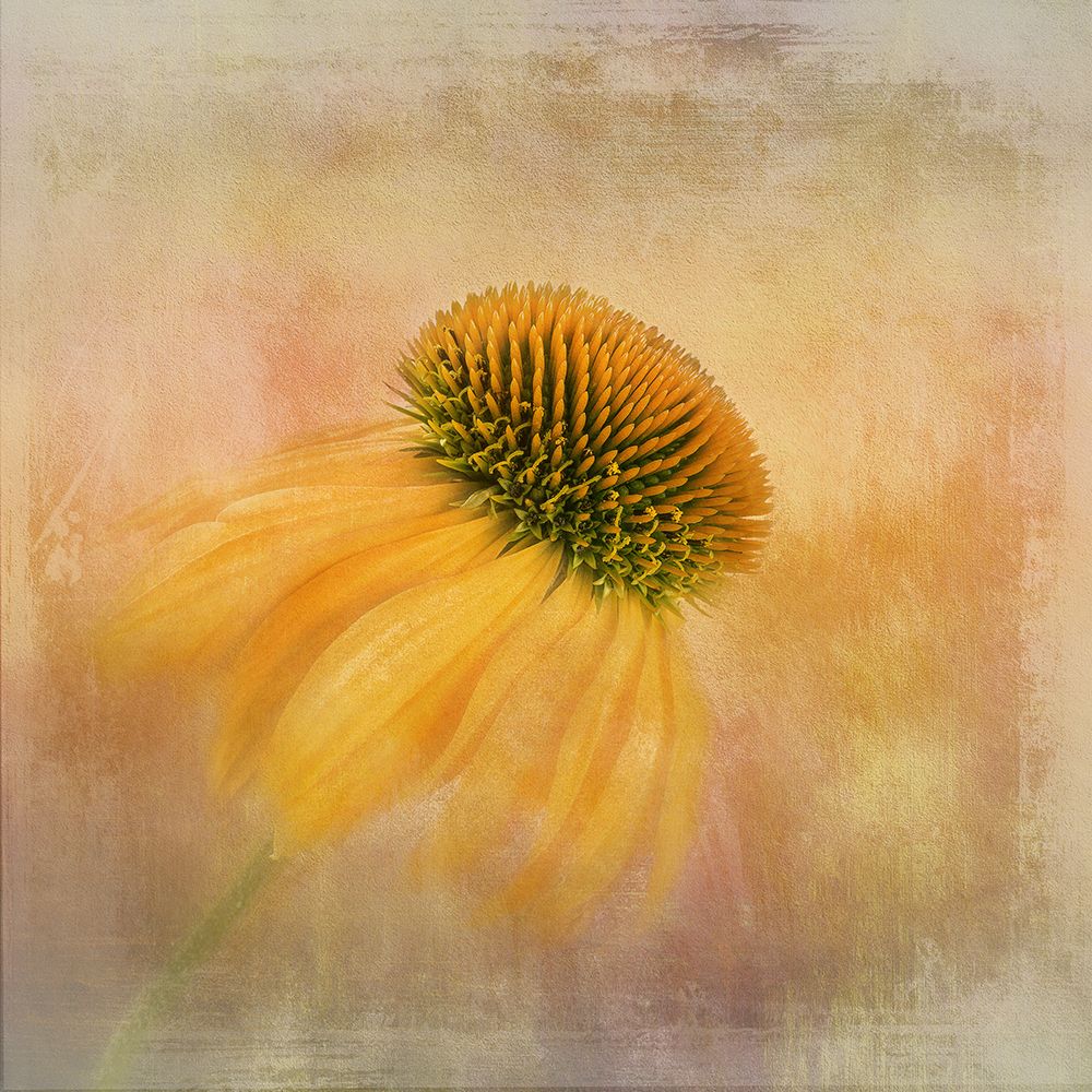 Echinacea In Yellow art print by Gaille Gray for $57.95 CAD