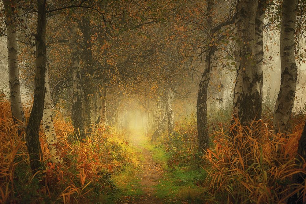 Dream forest art print by Saskia Dingemans for $57.95 CAD