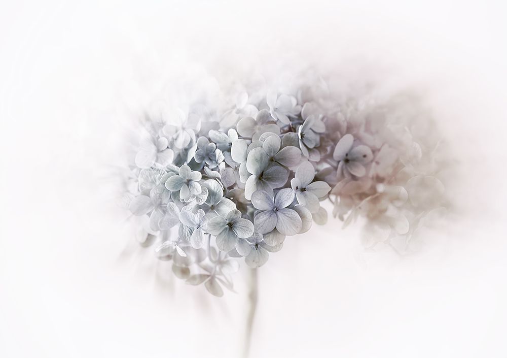 Hydrangea art print by Ellen van Deelen for $57.95 CAD