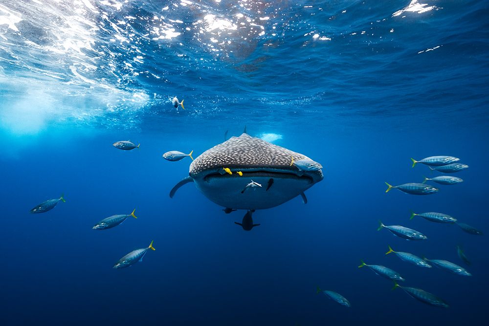 Whale Shark Escorted By A School Of Bonito art print by Barathieu Gabriel for $57.95 CAD
