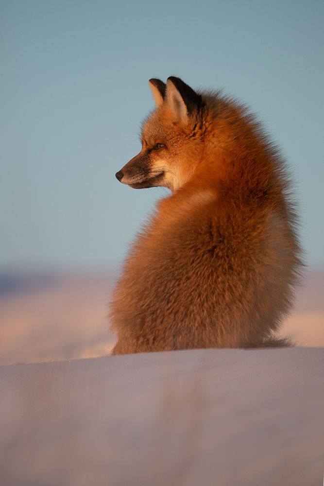 Red Fox art print by Roberto Marchegiani for $57.95 CAD