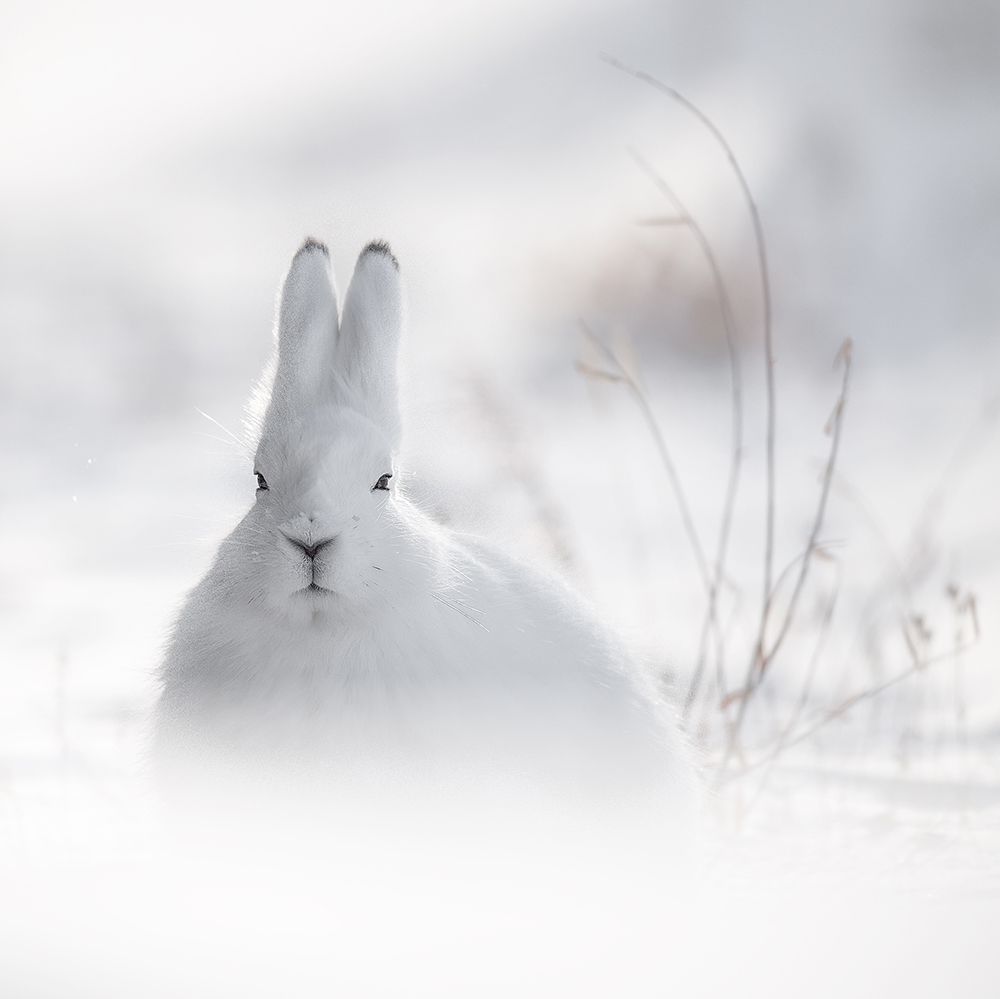 Wild Arctic Rabbit art print by Roberto Marchegiani for $57.95 CAD