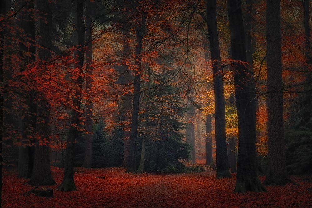 Frozen in Autumn art print by Saskia Dingemans for $57.95 CAD