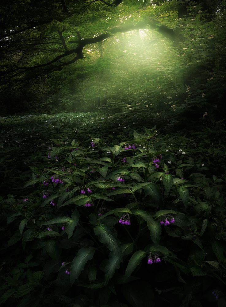Elves Woods art print by Kirill Volkov for $57.95 CAD