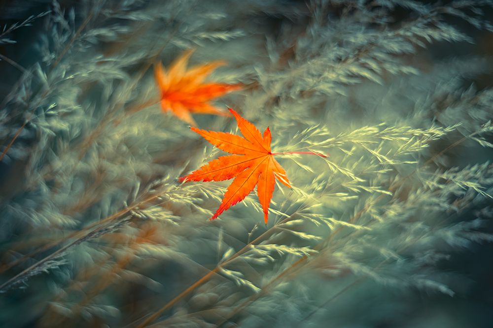 At the End of Autumn art print by Shihya Kowatari for $57.95 CAD