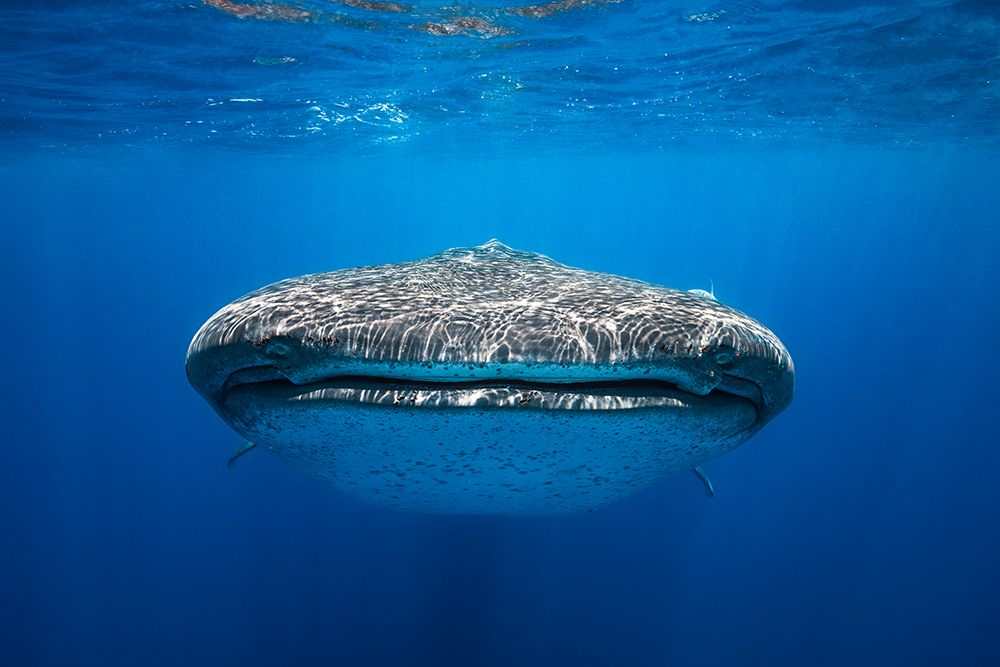 Face to Face with a whale shark art print by Barathieu Gabriel for $57.95 CAD