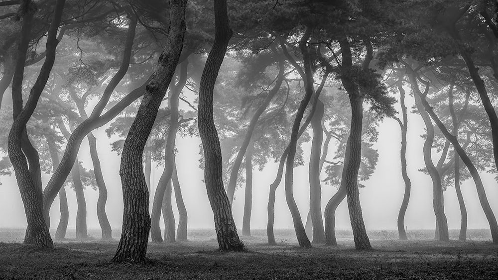 Foggy morning art print by Tiger Seo for $57.95 CAD