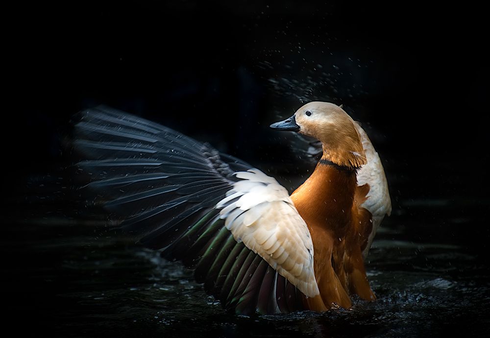 Ruddy shelduck art print by Santiago Pascual Buye for $57.95 CAD