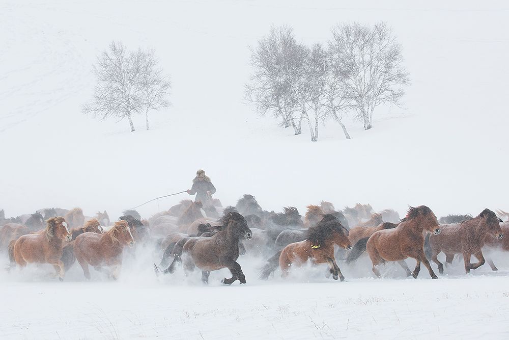 Winter Pasture art print by Tony Xu for $57.95 CAD