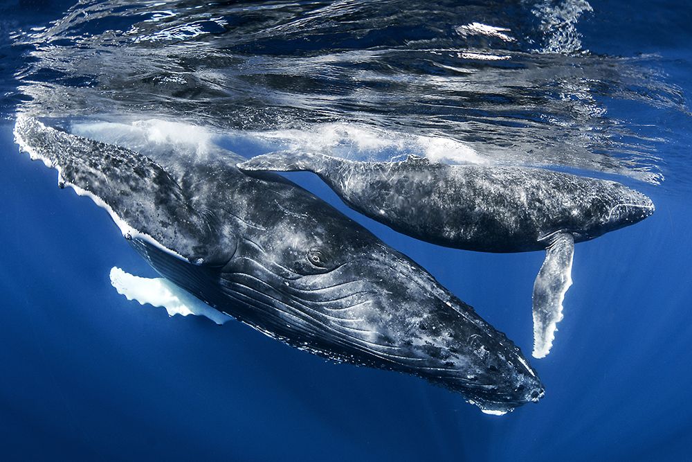 Humphback whale and calf art print by Cedric Peneau for $57.95 CAD