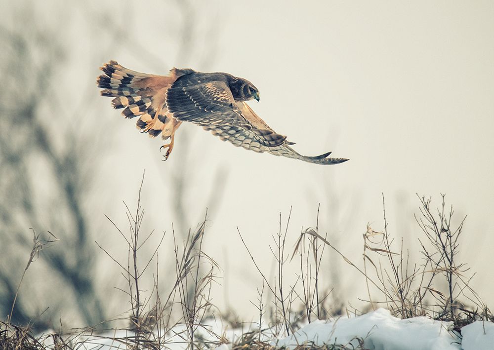 Hen harrier hunting in winter art print by Yu Cheng for $57.95 CAD