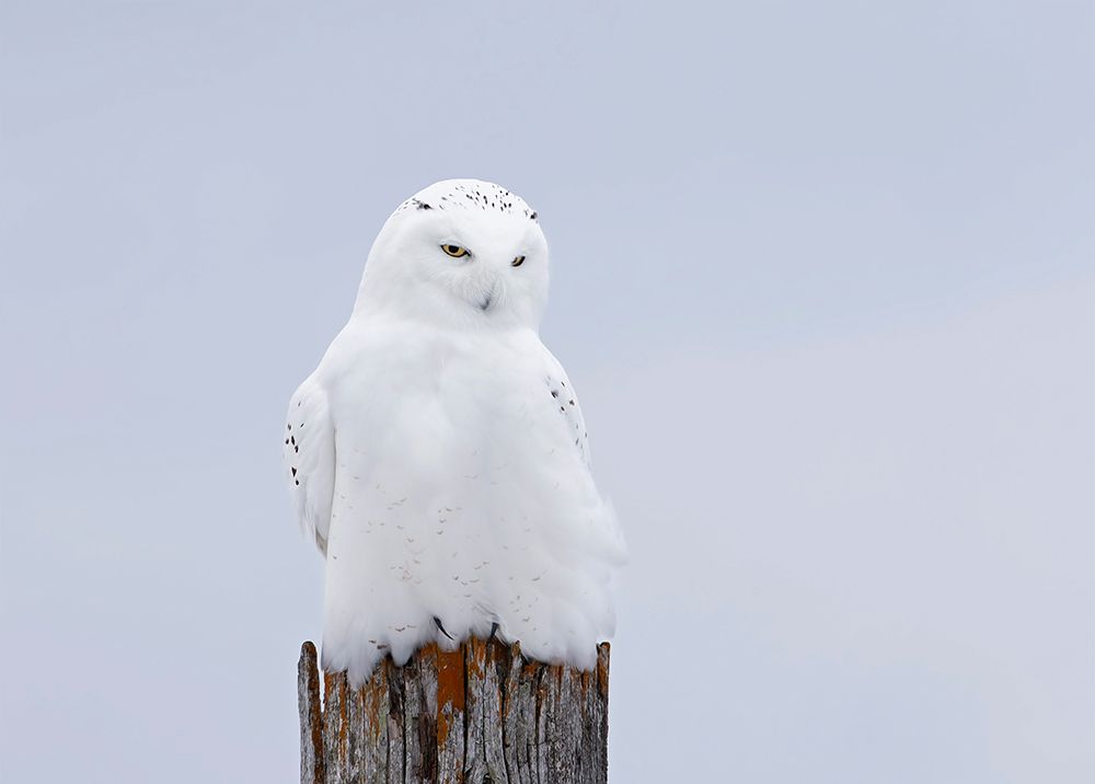 Snowy Owl - The Ghost art print by Jim Cumming for $57.95 CAD