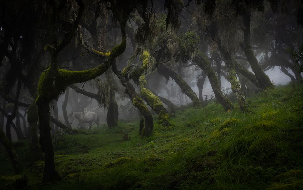 Harenna Forest art print by Roberto Marchegiani for $57.95 CAD