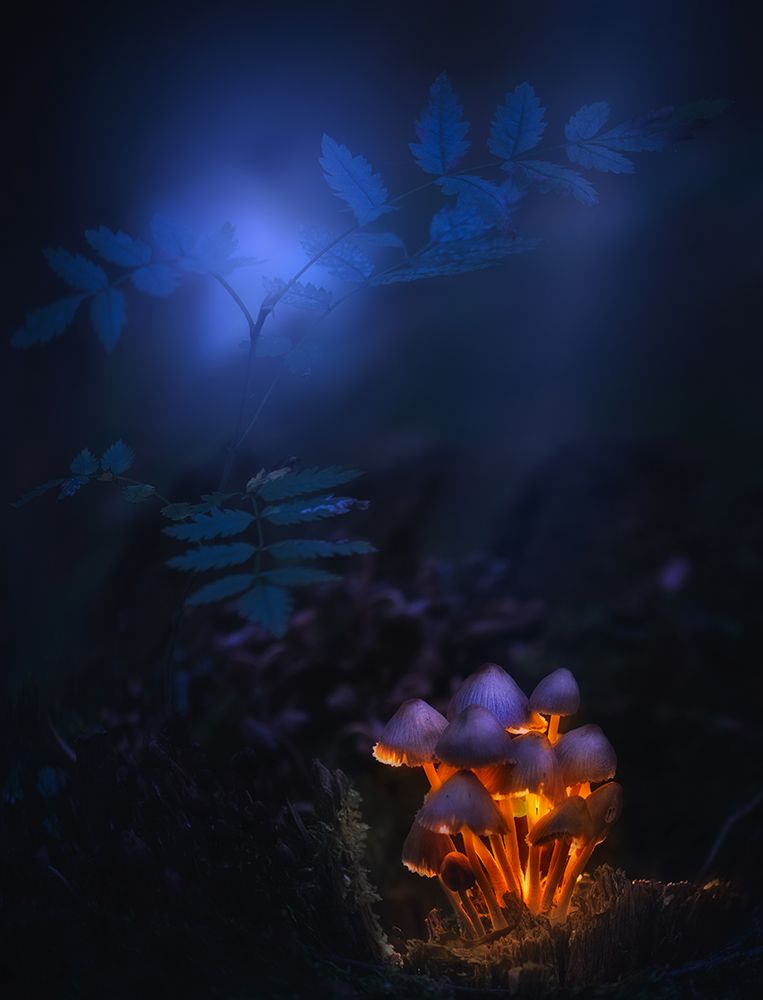 Forest lantern art print by Kirill Volkov for $57.95 CAD