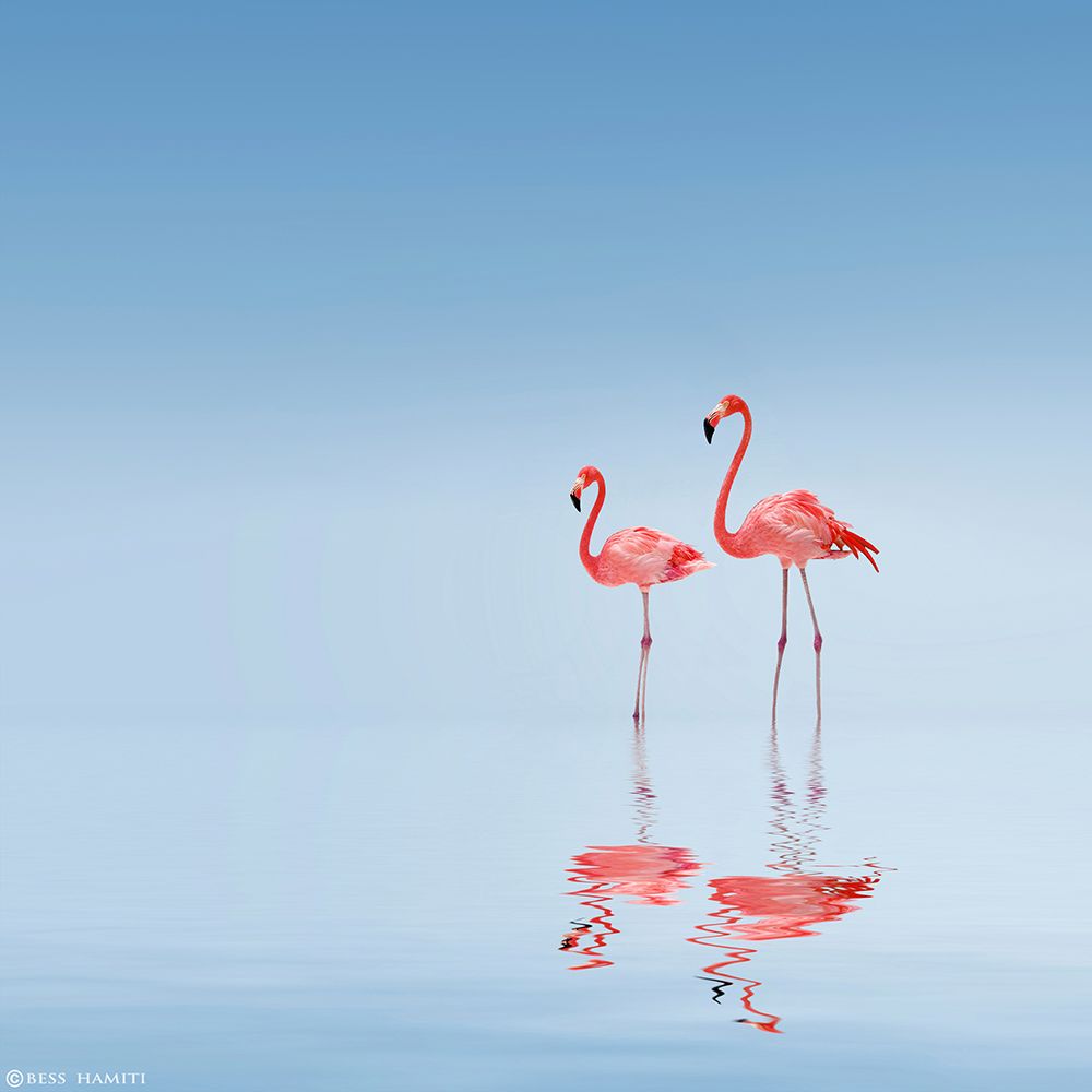 Flamingo art print by Bess Hamiti for $57.95 CAD
