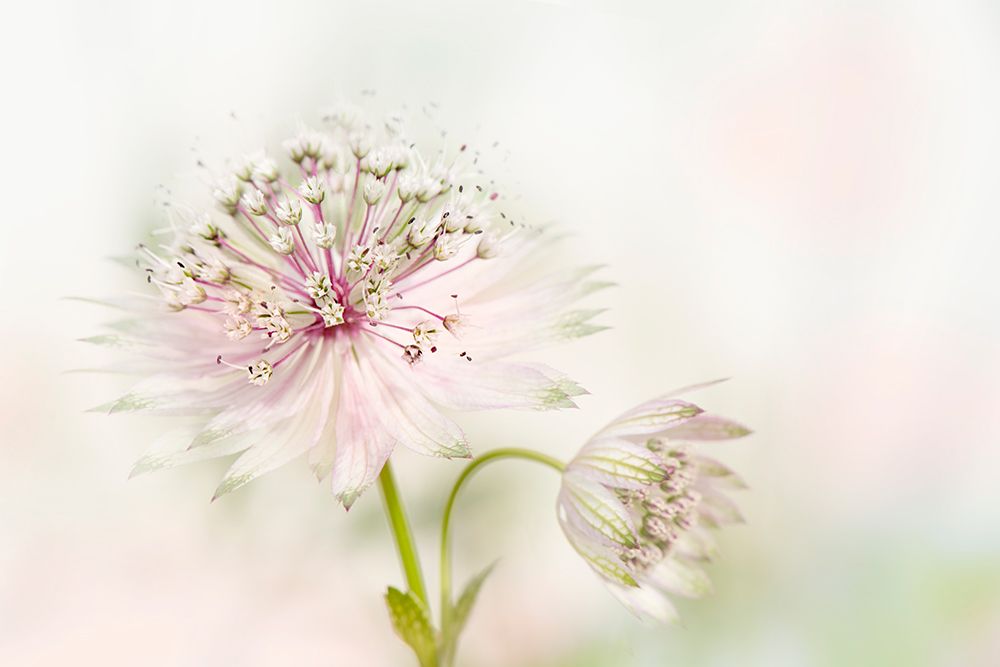 Astrantia art print by Jacky Parker for $57.95 CAD