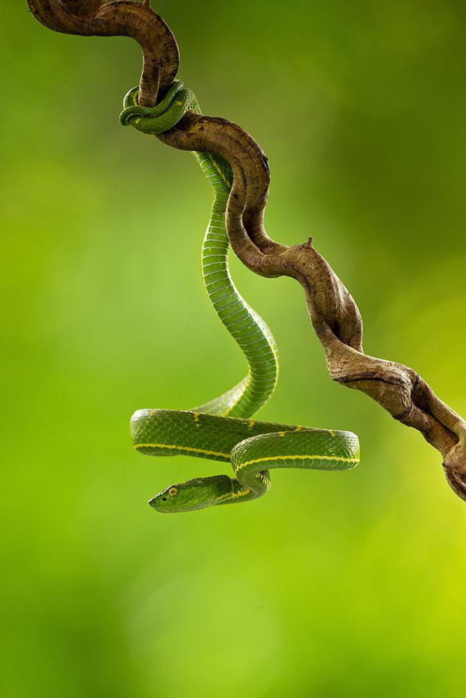 Side-Striped Palm Pitviper art print by Milan Zygmunt for $57.95 CAD