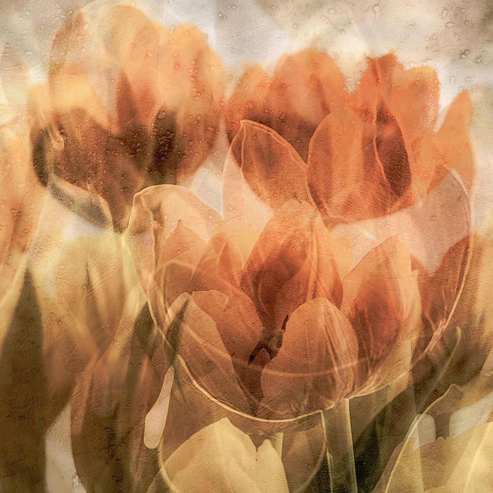 Tulips art print by Luc Vangindertael for $57.95 CAD