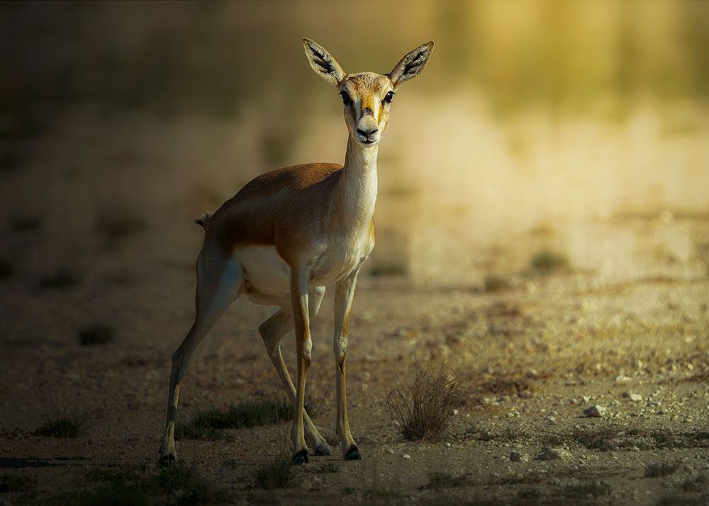 Persian Gazelle! art print by Sina Pezeshki for $57.95 CAD