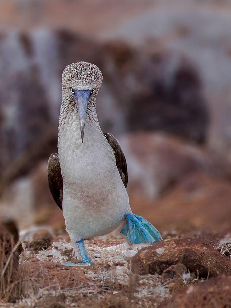 Blue-Footed Booby art print by Siyu And Wei for $57.95 CAD