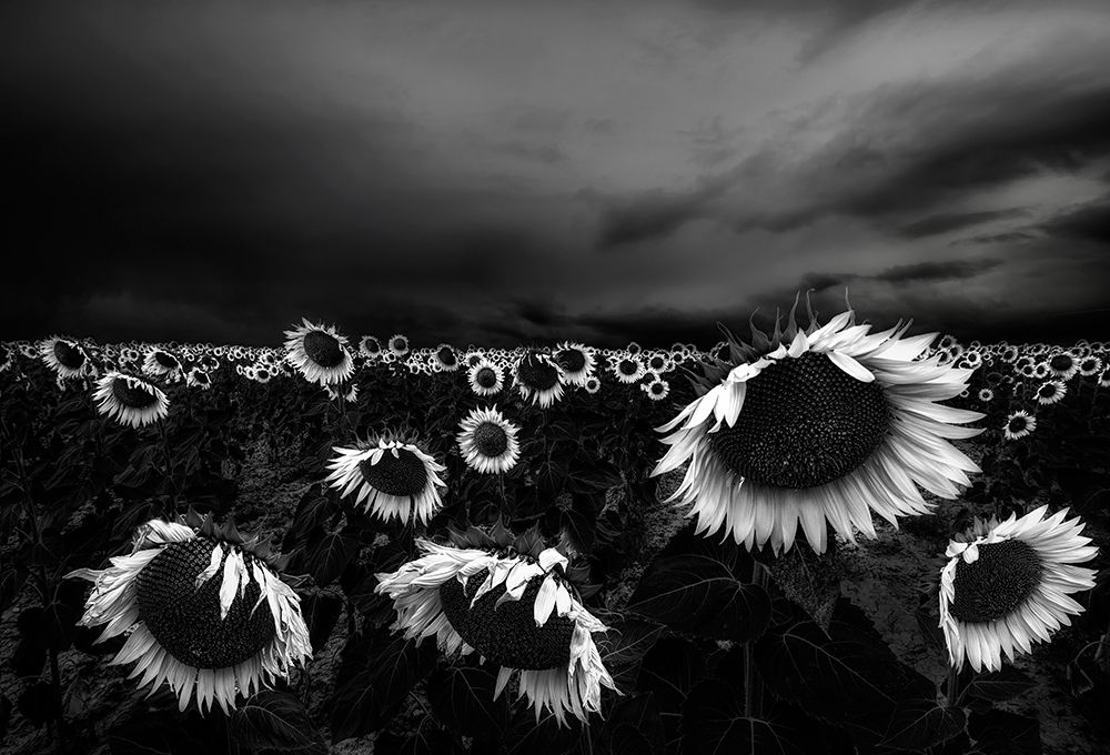 Sunflowers art print by Alfonso Novillo for $57.95 CAD